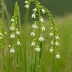Nodding Ladies' Tresses