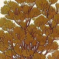 Nitophyllum punctatum