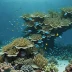 Nereus Reef