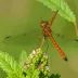 Norfolk Hawker (Anaciaeschna isoceles)