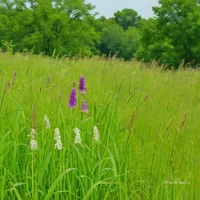 Newark Road Prairie State Natural Area