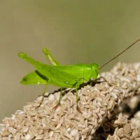 Nebraska conehead grasshopper (Phoetaliotes nebrascensis)