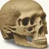 Neanderthal 1 Skull