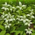Nodding Trillium