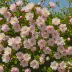 Neillia sinensis
