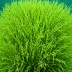 Neptune's Shaving Brush (Penicillus capitatus)