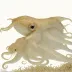 Northern Shortfin Squid (Illex illecebrosus)