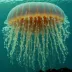 Nomura's Jellyfish (Nemopilema nomurai)