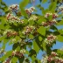 Nannyberry (Viburnum lentago)