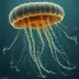 Nanomia bijuga