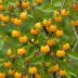 Naranjilla / Lulo (Solanum quitoense)