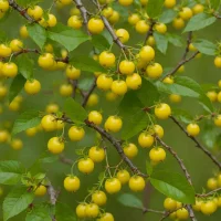 Nance / Murici (Byrsonima crassifolia)