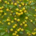 Nance / Murici (Byrsonima crassifolia)