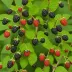 Natchez Blackberry (Rubus hybrid)