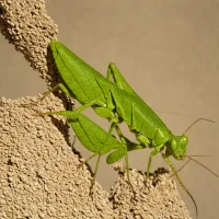 Nose-headed Grasshopper (Truxalis nasuta)