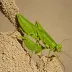 Nose-headed Grasshopper (Truxalis nasuta)