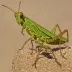Nigerian Oedaleus (Oedaleus nigeriensis)