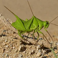 Noisy Grasshopper (Circotettix undulatus)