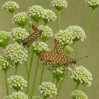 Northern Spotted Grasshopper (Aularches scabiosus)