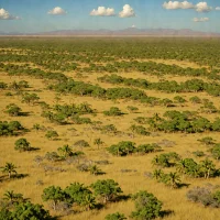 New Caledonia Savanna