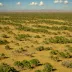 New Caledonia Savanna