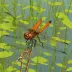 Needham's Skimmer