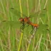 Norfolk Hawker