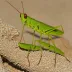 Nose-horned Grasshopper (Truxalis nasuta)