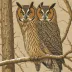 Northern Long-eared Owl