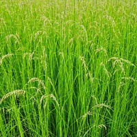 Northwind Switchgrass