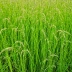 Northwind Switchgrass