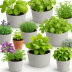 Nature's Bloom Herb Garden Kit