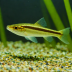 Otocinclus Catfish (Otocinclus affinis)