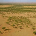 Ogaden Savanna