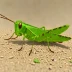 Omocestus panteli