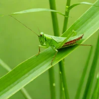 Oxya hyla