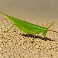 Ochrilidia gracilis