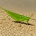 Ochrilidia gracilis