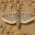Oak processionary moth