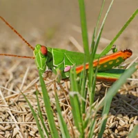 Orange-tipped Grasshopper (Omocestus haemorrhoidalis)