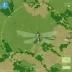 Orbit Logic Dragonfly