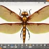 Opera Dragonfly
