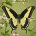 Ornythion Swallowtail