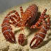 Ornate rock lobster (Panulirus ornatus)