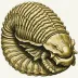 Oryctocephalus