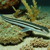One-stripe spiny eel