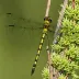Ouachita Spiketail (Cordulegaster talaria)