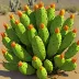 Opuntia cochenillifera (Nopal Cochinilla)