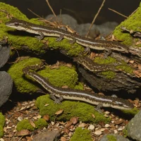 Ocoee Salamander