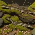 Ocoee Salamander